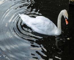 screen-shot-2016-10-09-at-10-10-25-am