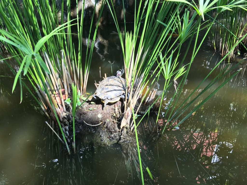Puerto Vallarta 2018 Trip in&nbsp;Photos
